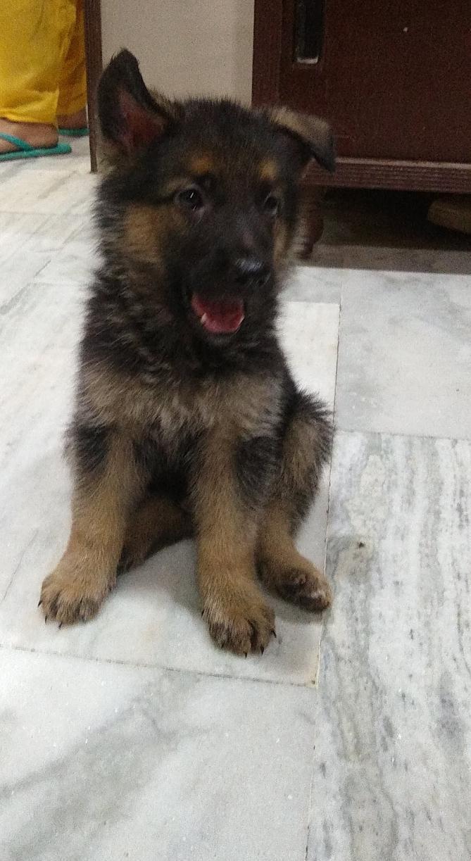 animal