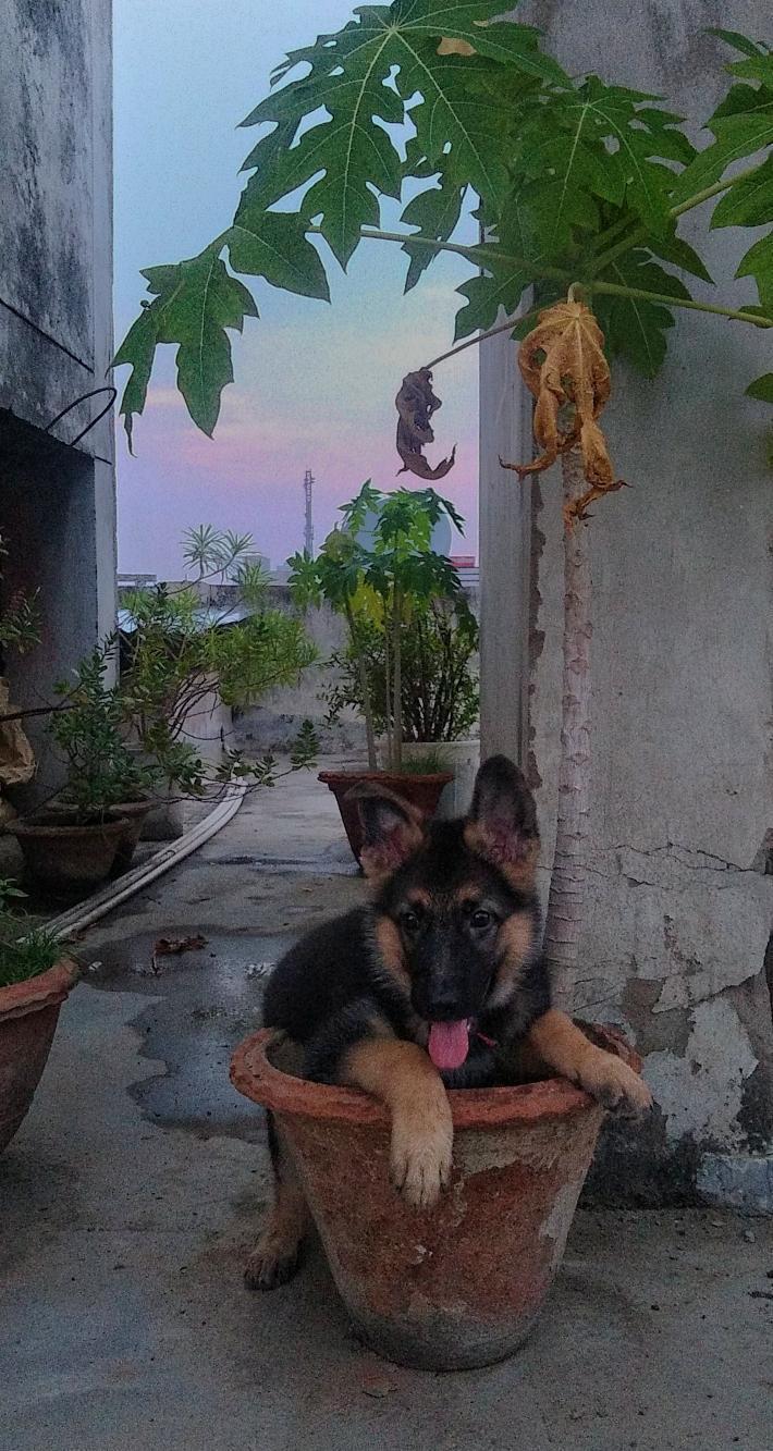 animal