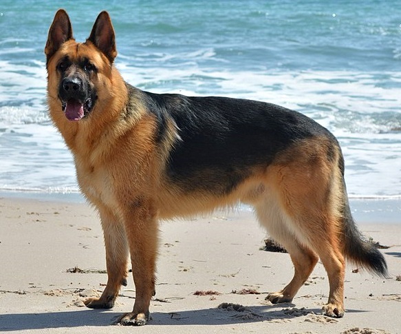 animal