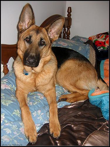 German Shepherd