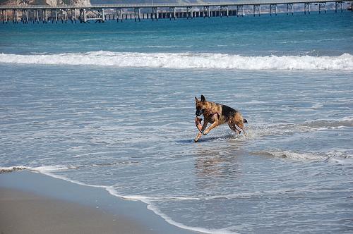 German Shepherd Dog