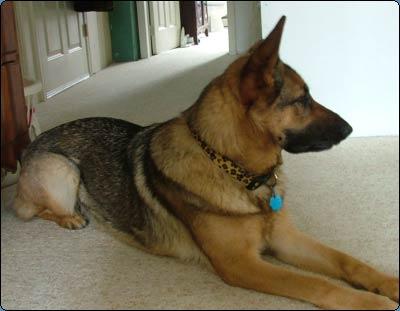A picture of a dog.
