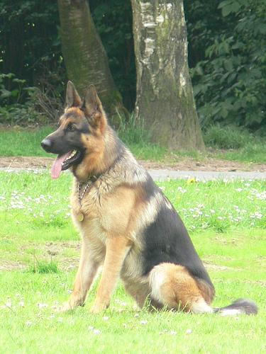 Random german dog