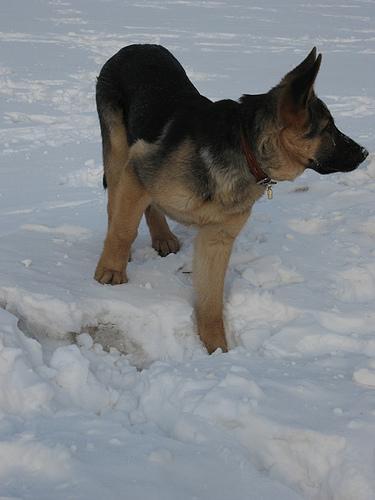 animal