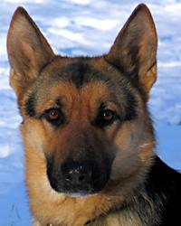 A dog image from https://images.dog.ceo/breeds/germanshepherd/n02106662_12969.jpg