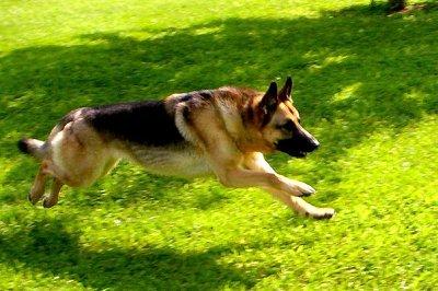 A dog image from https://images.dog.ceo/breeds/germanshepherd/n02106662_13368.jpg