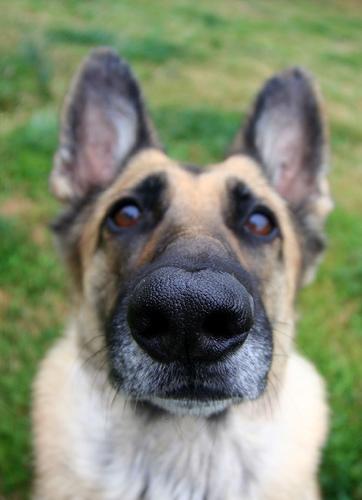 A dog image from https://images.dog.ceo/breeds/germanshepherd/n02106662_14247.jpg