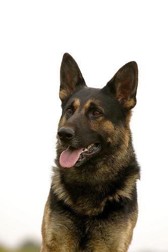 A dog image from https://images.dog.ceo/breeds/germanshepherd/n02106662_146.jpg