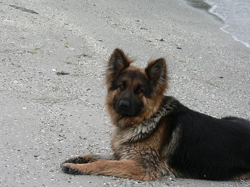 A dog image from https://images.dog.ceo/breeds/germanshepherd/n02106662_16149.jpg