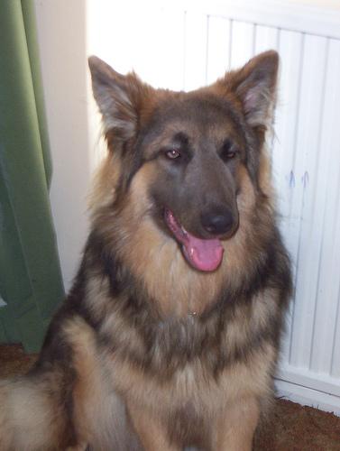 A dog image from https://images.dog.ceo/breeds/germanshepherd/n02106662_16418.jpg