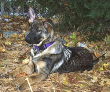 A dog image from https://images.dog.ceo/breeds/germanshepherd/n02106662_18113.jpg