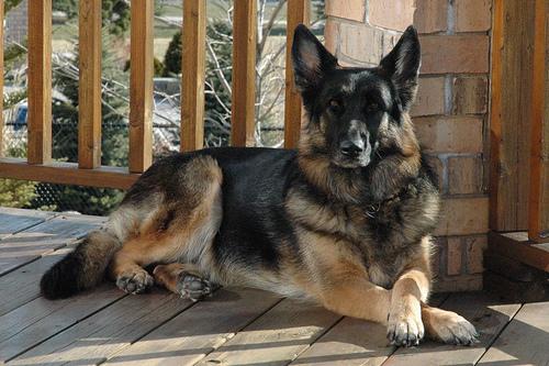 A dog image from https://images.dog.ceo/breeds/germanshepherd/n02106662_18405.jpg