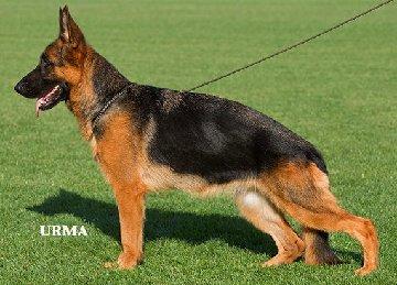 A dog image from https://images.dog.ceo/breeds/germanshepherd/n02106662_1841.jpg