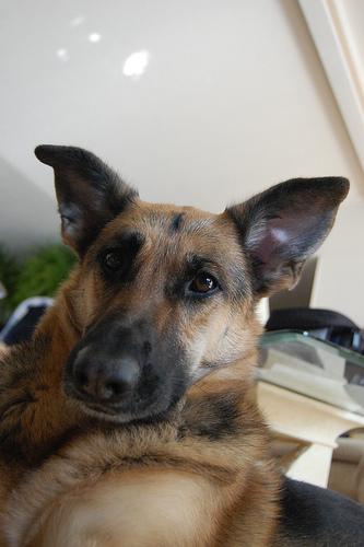 A dog image from https://images.dog.ceo/breeds/germanshepherd/n02106662_22456.jpg