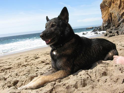 A dog image from https://images.dog.ceo/breeds/germanshepherd/n02106662_24577.jpg