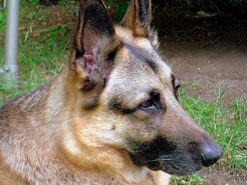 A dog image from https://images.dog.ceo/breeds/germanshepherd/n02106662_25986.jpg