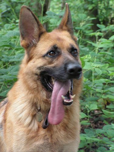 A dog image from https://images.dog.ceo/breeds/germanshepherd/n02106662_26549.jpg