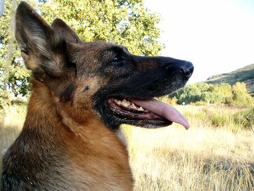 A dog image from https://images.dog.ceo/breeds/germanshepherd/n02106662_2740.jpg