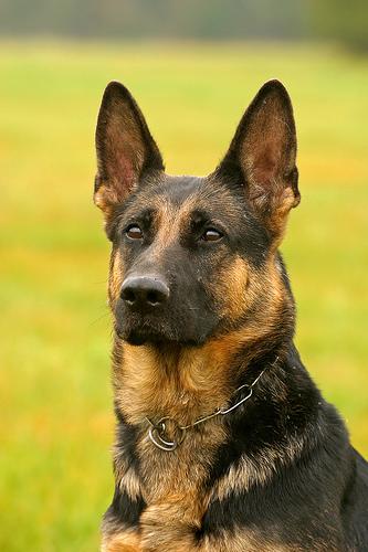 A dog image from https://images.dog.ceo/breeds/germanshepherd/n02106662_320.jpg