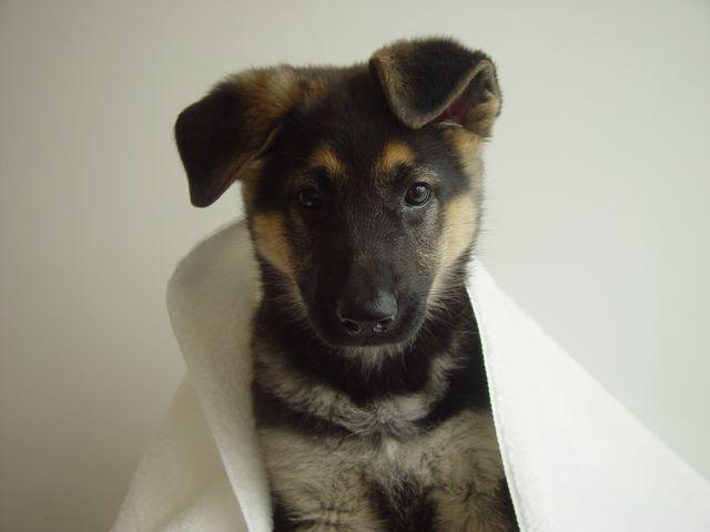 A dog image from https://images.dog.ceo/breeds/germanshepherd/n02106662_3953.jpg