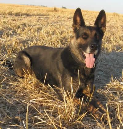 A dog image from https://images.dog.ceo/breeds/germanshepherd/n02106662_4498.jpg