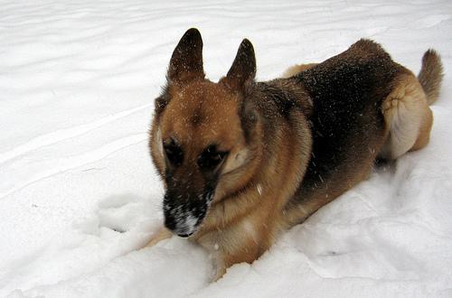 A dog image from https://images.dog.ceo/breeds/germanshepherd/n02106662_5169.jpg