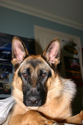 A dog image from https://images.dog.ceo/breeds/germanshepherd/n02106662_695.jpg