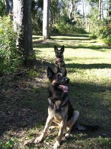 A dog image from https://images.dog.ceo/breeds/germanshepherd/n02106662_712.jpg