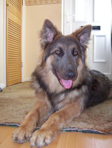 A dog image from https://images.dog.ceo/breeds/germanshepherd/n02106662_7212.jpg