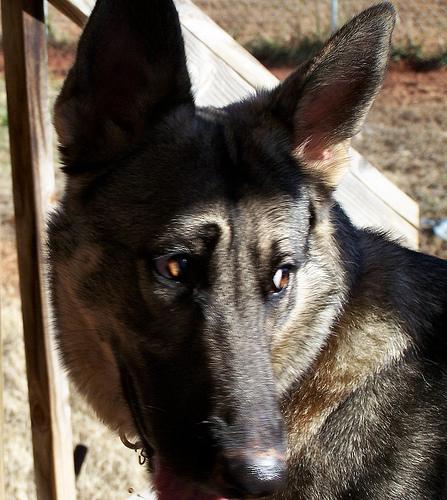 A dog image from https://images.dog.ceo/breeds/germanshepherd/n02106662_7238.jpg