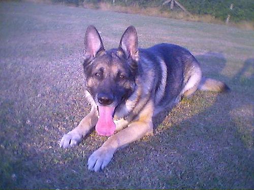 A dog image from https://images.dog.ceo/breeds/germanshepherd/n02106662_9625.jpg