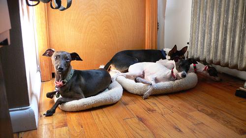 A dog image from https://images.dog.ceo/breeds/greyhound-italian/n02091032_10079.jpg