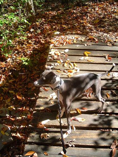 A dog image from https://images.dog.ceo/breeds/greyhound-italian/n02091032_1030.jpg