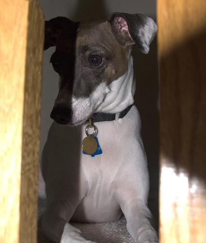 https://images.dog.ceo/breeds/greyhound-italian/n02091032_10449.jpg