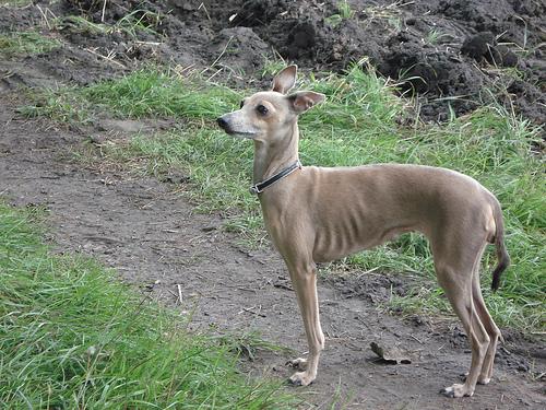 A dog image from https://images.dog.ceo/breeds/greyhound-italian/n02091032_1358.jpg