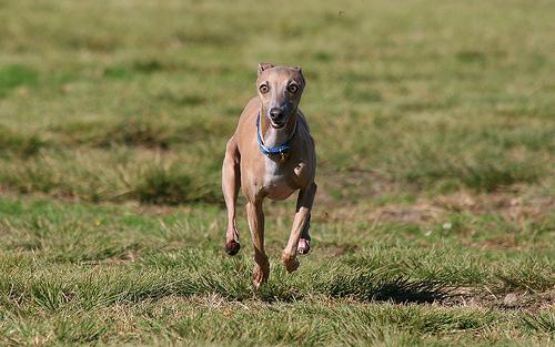 A dog image from https://images.dog.ceo/breeds/greyhound-italian/n02091032_1547.jpg