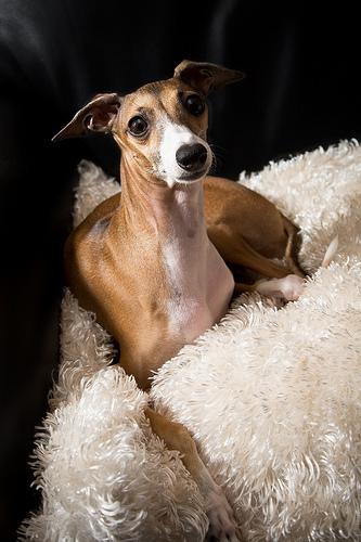 A dog image from https://images.dog.ceo/breeds/greyhound-italian/n02091032_1684.jpg