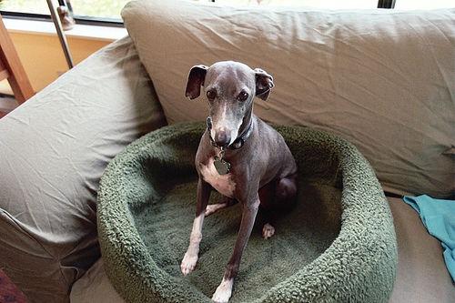 A dog image from https://images.dog.ceo/breeds/greyhound-italian/n02091032_1783.jpg