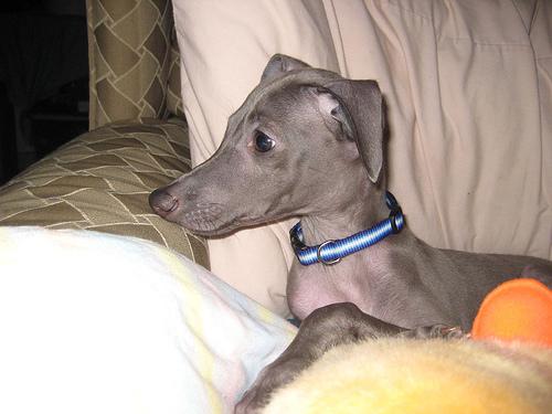 A dog image from https://images.dog.ceo/breeds/greyhound-italian/n02091032_36.jpg