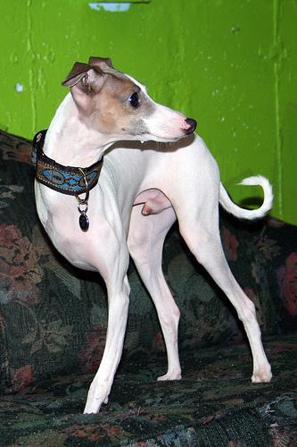 A dog image from https://images.dog.ceo/breeds/greyhound-italian/n02091032_4705.jpg