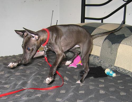 A dog image from https://images.dog.ceo/breeds/greyhound-italian/n02091032_4731.jpg