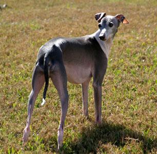 A dog image from https://images.dog.ceo/breeds/greyhound-italian/n02091032_5093.jpg