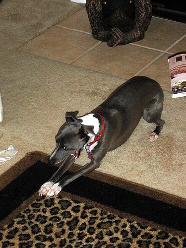 A dog image from https://images.dog.ceo/breeds/greyhound-italian/n02091032_5431.jpg