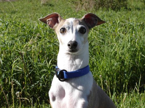 A dog image from https://images.dog.ceo/breeds/greyhound-italian/n02091032_561.jpg