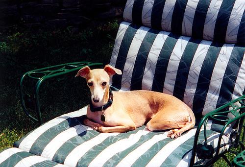 A dog image from https://images.dog.ceo/breeds/greyhound-italian/n02091032_5678.jpg