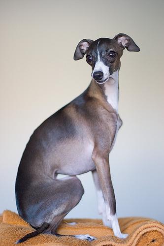 A dog image from https://images.dog.ceo/breeds/greyhound-italian/n02091032_570.jpg