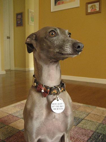 A dog image from https://images.dog.ceo/breeds/greyhound-italian/n02091032_5872.jpg