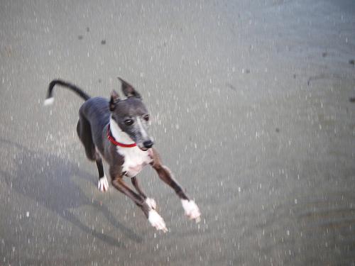 A dog image from https://images.dog.ceo/breeds/greyhound-italian/n02091032_5942.jpg