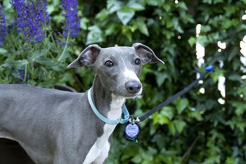 A dog image from https://images.dog.ceo/breeds/greyhound-italian/n02091032_6037.jpg