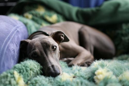 A dog image from https://images.dog.ceo/breeds/greyhound-italian/n02091032_8298.jpg